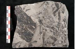 Foto (Detailansicht) von Sphenopteris hoeninghausi Brongniart (NHMW-GEO-2024-0188-10814)